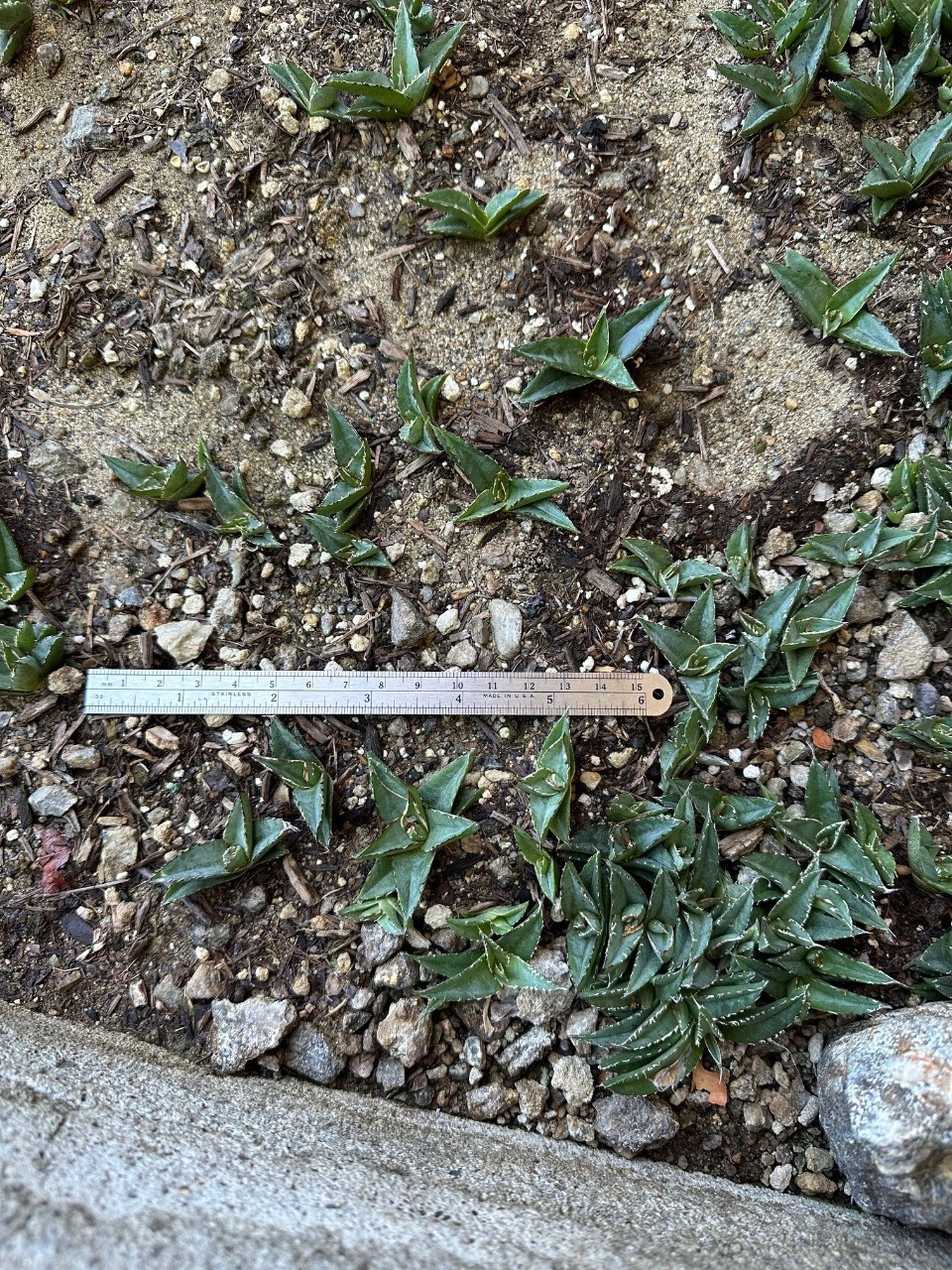 agave seedlings.jpg