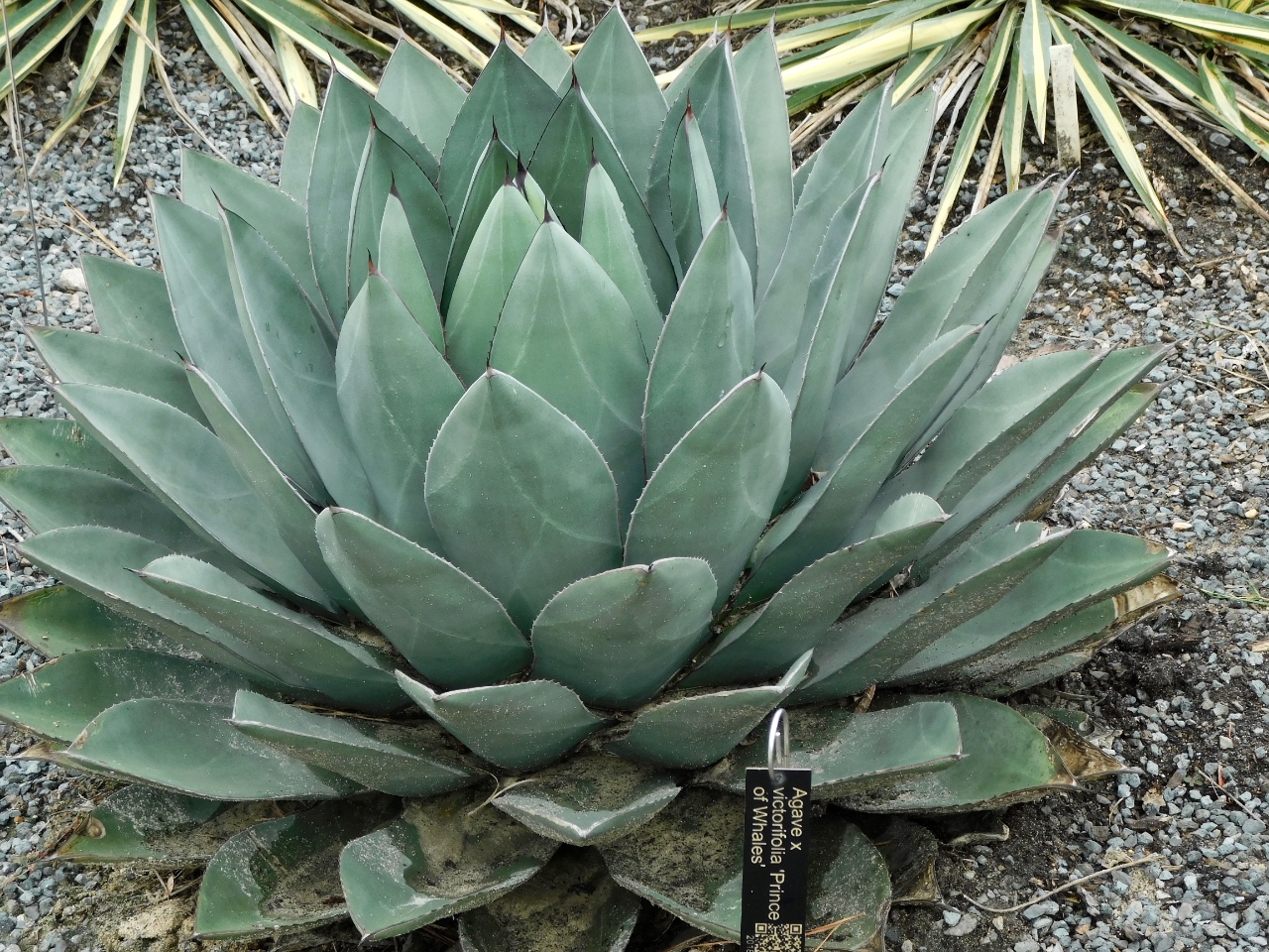 Agave Prince of Whales